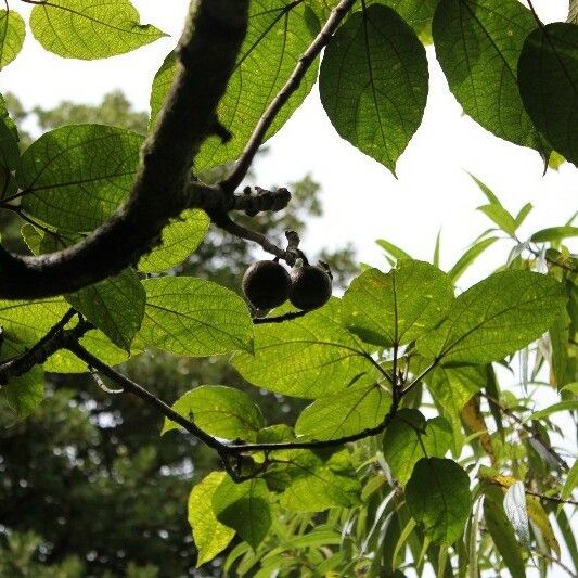 Ficus mauritiana Frutto