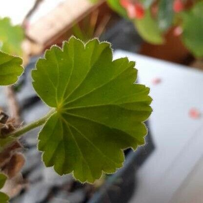 Pelargonium inquinans Leaf