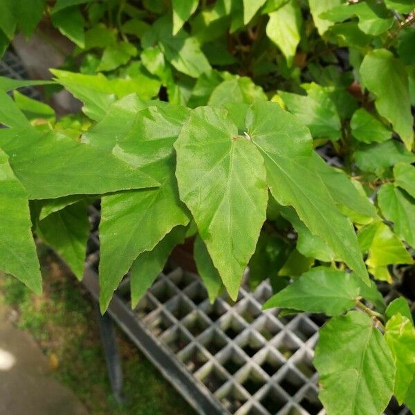Begonia undulata List