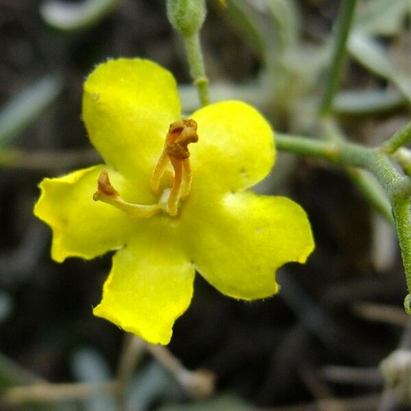 Verbascum spinosum Autre