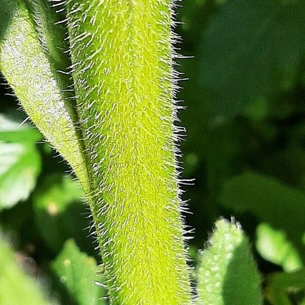 Borago officinalis Φλοιός