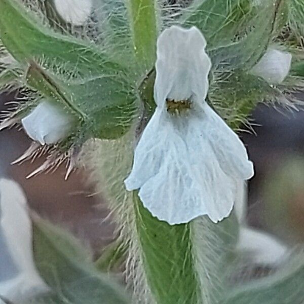 Sideritis romana Flower