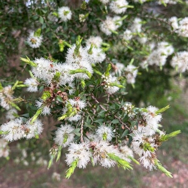 Melaleuca styphelioides Leht