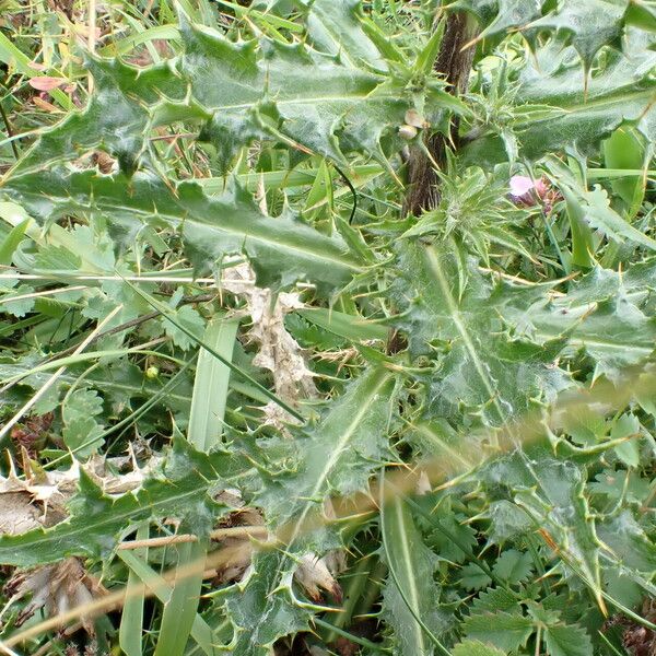 Carlina vulgaris Lehti