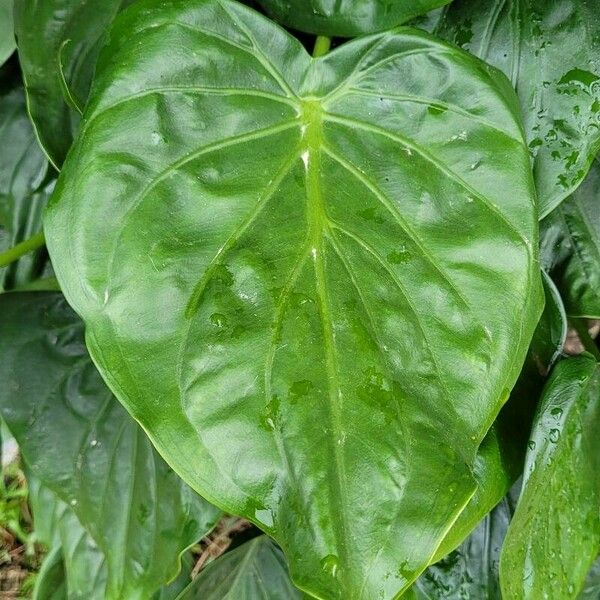 Alocasia cucullata ഇല