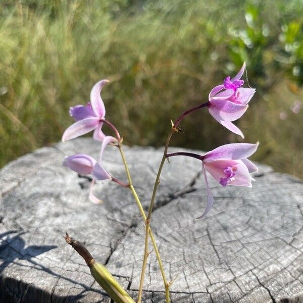 Bletia purpurea Blüte