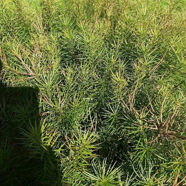 Amsonia hubrichtii Habit