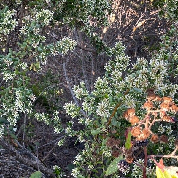 Baccharis pilularis 花