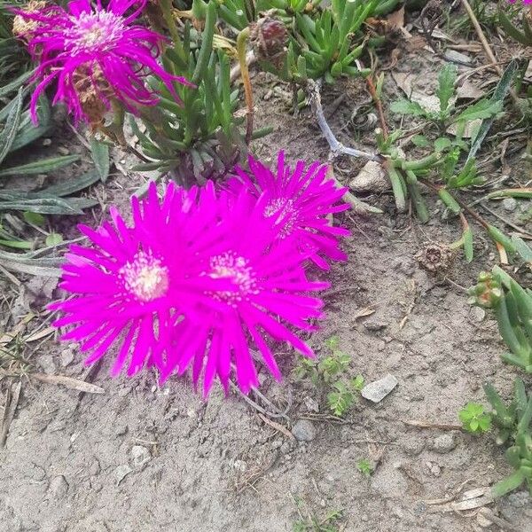 Mesembryanthemum nodiflorum Lorea