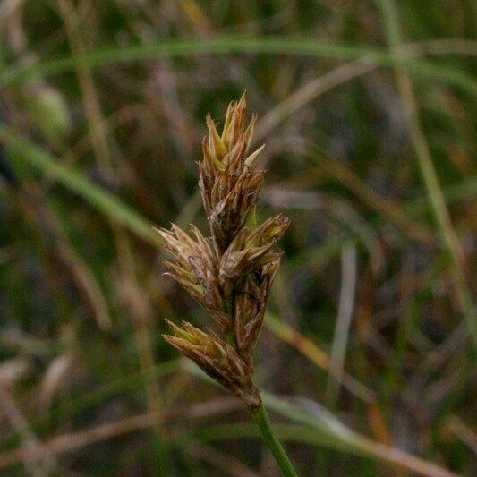 Carex colchica Плод