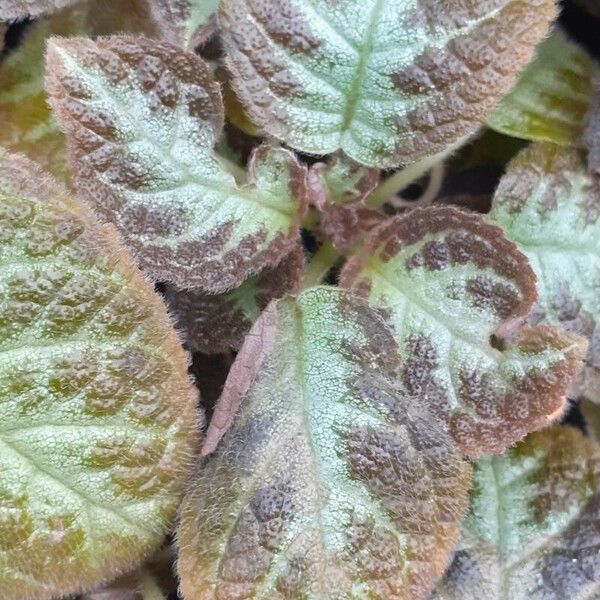 Episcia cupreata Feuille