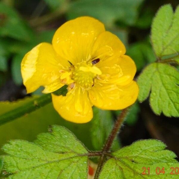 Ranunculus repens 花