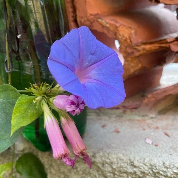 Ipomoea indica Квітка