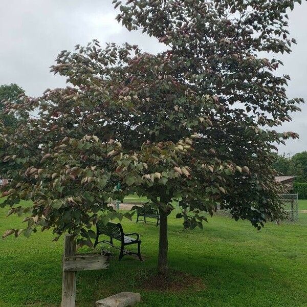 Cercis canadensis Habitat