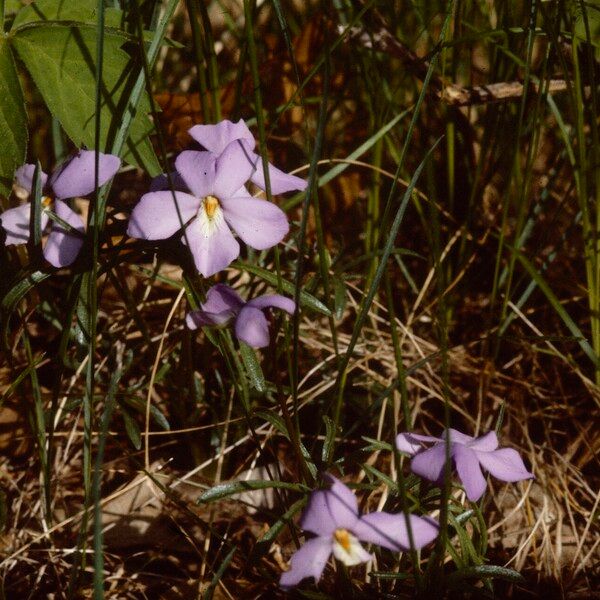 Viola pedata फूल