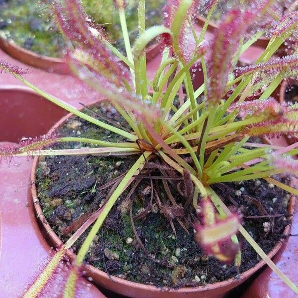 Drosera capensis Лист