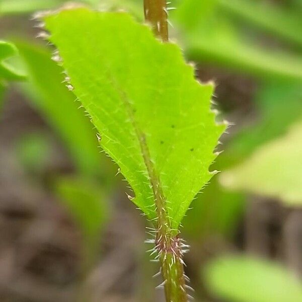 Rapistrum rugosum Leaf