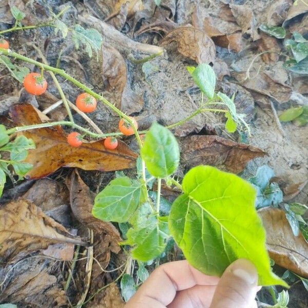 Solanum capsicoides Övriga