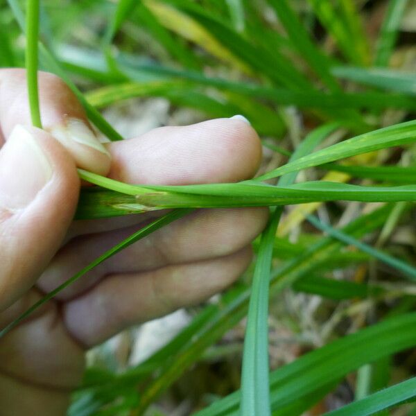 Carex laevigata Other