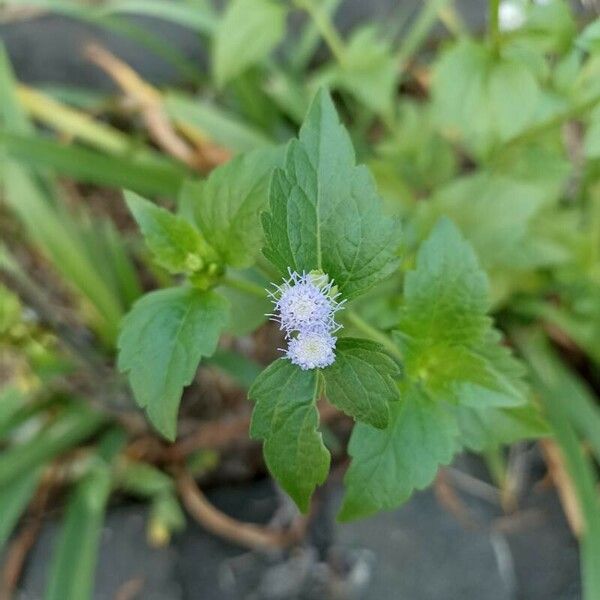 Praxelis clematidea Fleur