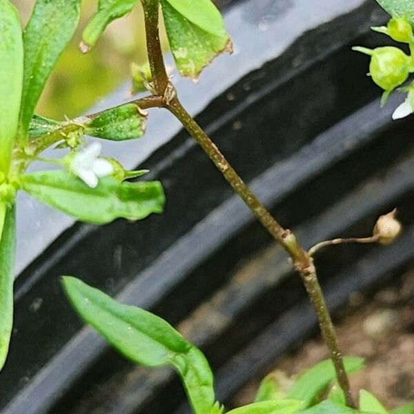 Oldenlandia corymbosa Bark