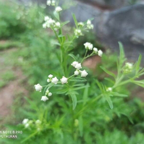 Parthenium hysterophorus Fleur