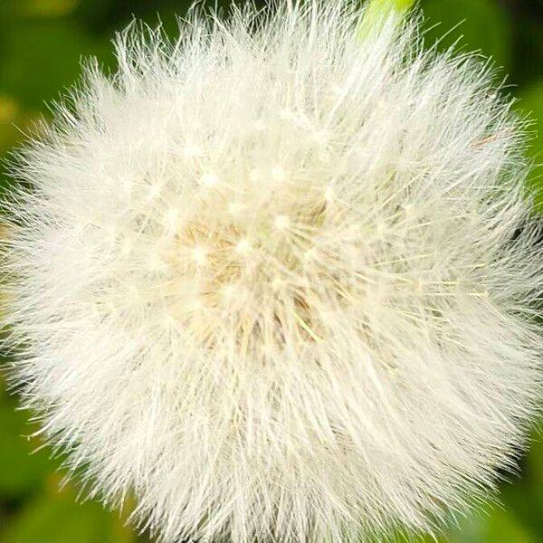 Taraxacum campylodes ᱵᱟᱦᱟ