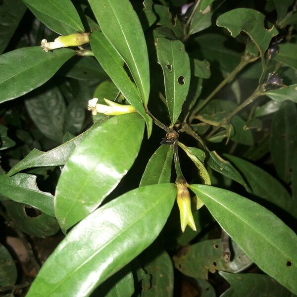 Psychotria oblonga മറ്റ്