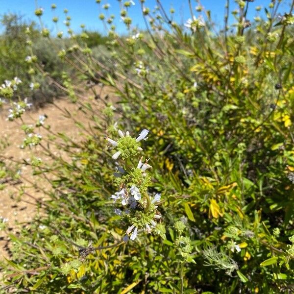 Salvia mellifera Λουλούδι