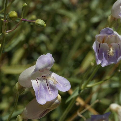 Penstemon fruticiformis Агульны выгляд