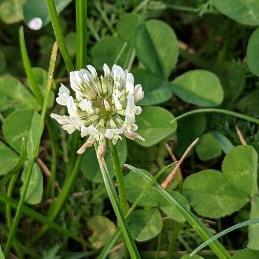 Trifolium repens Kukka