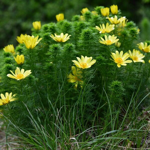 Adonis vernalis 花