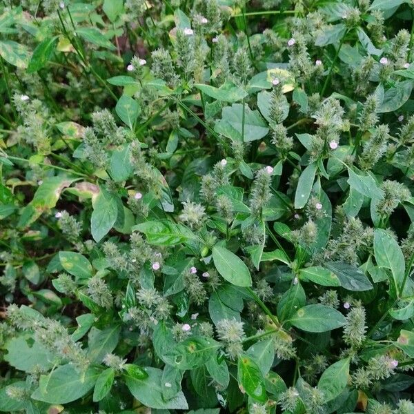 Rostellularia procumbens Flor