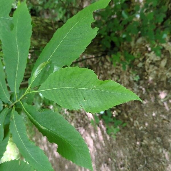 Castanea sativa Blad