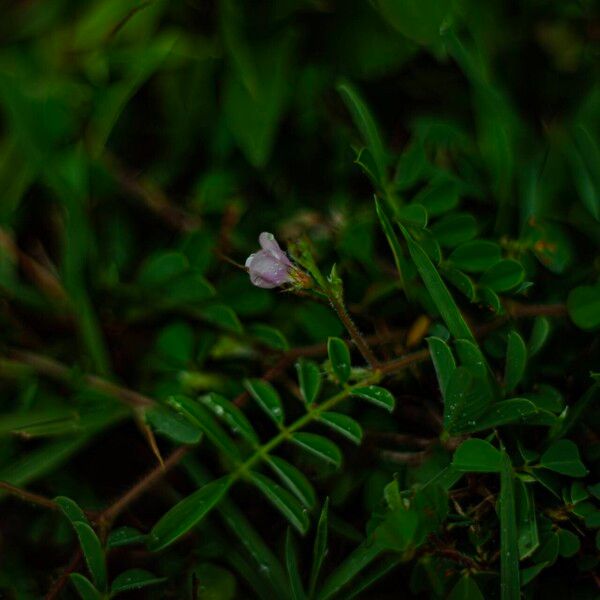 Grona triflora Flors