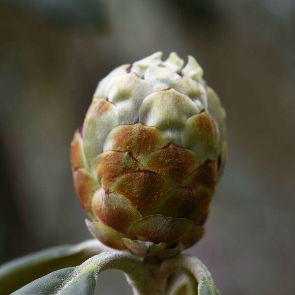 Rhododendron niveum Autre