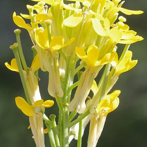 Erysimum virgatum Flor