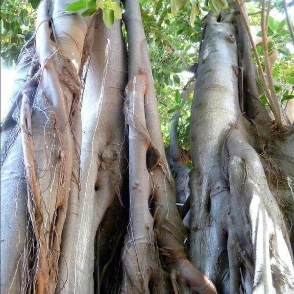 Ficus macrophylla Кора