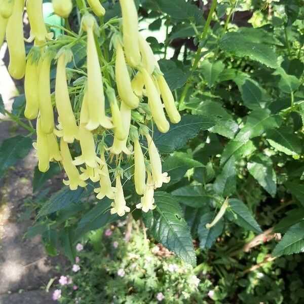 Phygelius aequalis Flower