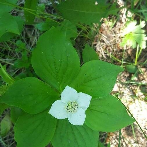 Cornus canadensis Blomst