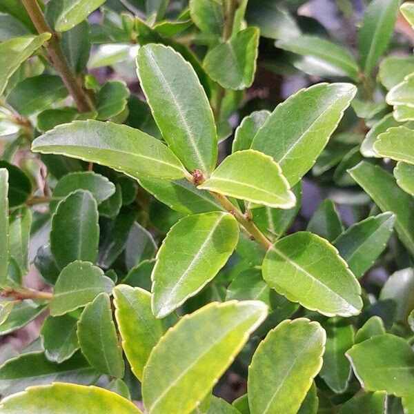 Ilex crenata List