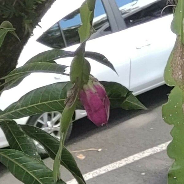 Epiphyllum phyllanthus Hedelmä