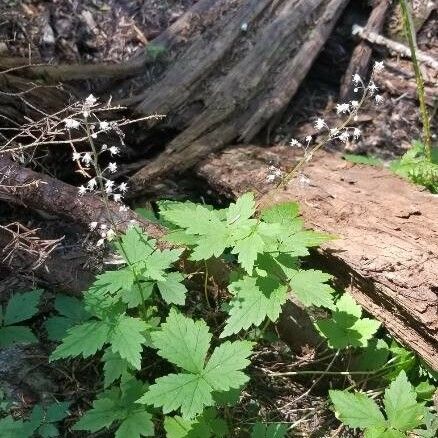 Tiarella trifoliata Flor