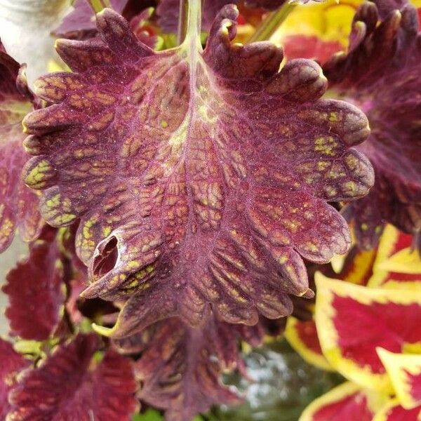 Plectranthus scutellarioides Blatt