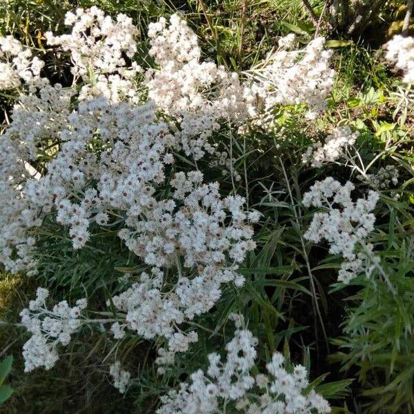 Anaphalis margaritacea Кветка