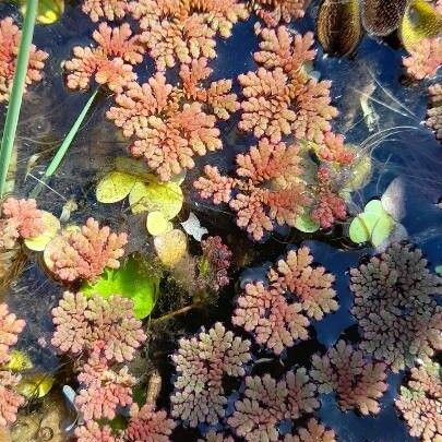 Azolla filiculoides Άλλα