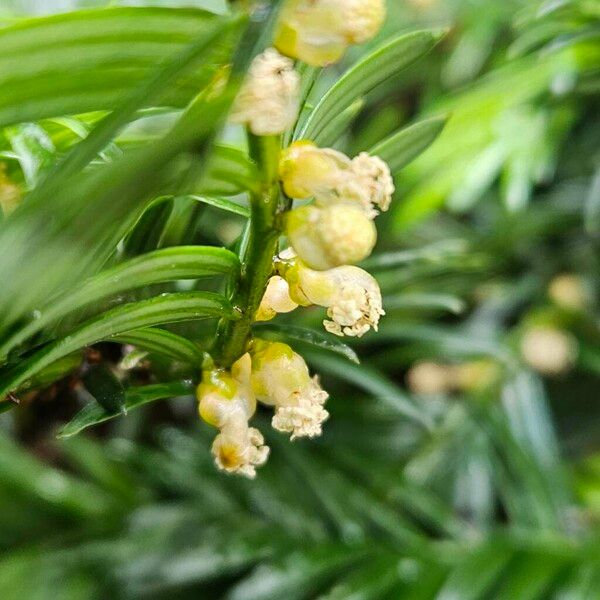 Taxus canadensis Flors