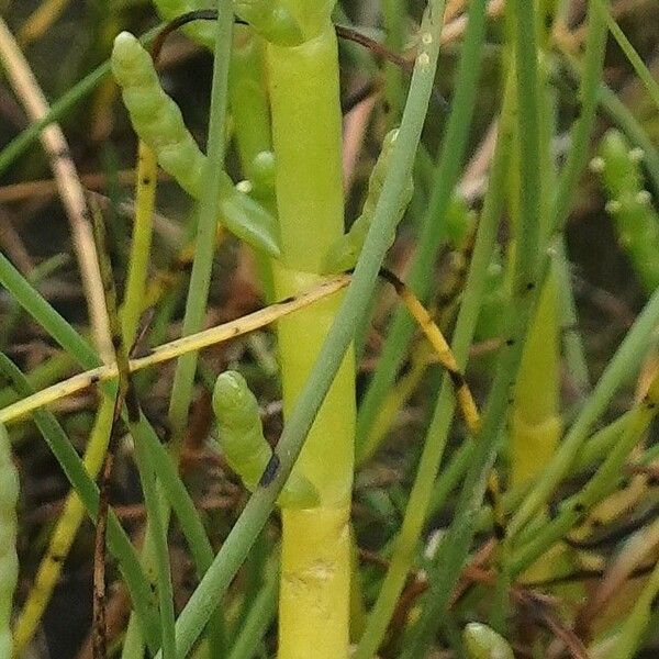 Salicornia europaea خشب