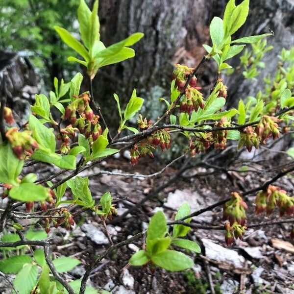 Gaylussacia baccata Leaf