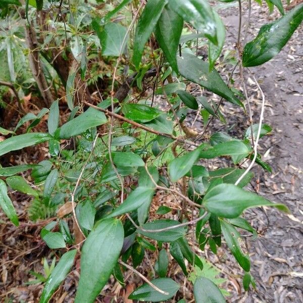 Smilax glyciphylla Агульны выгляд